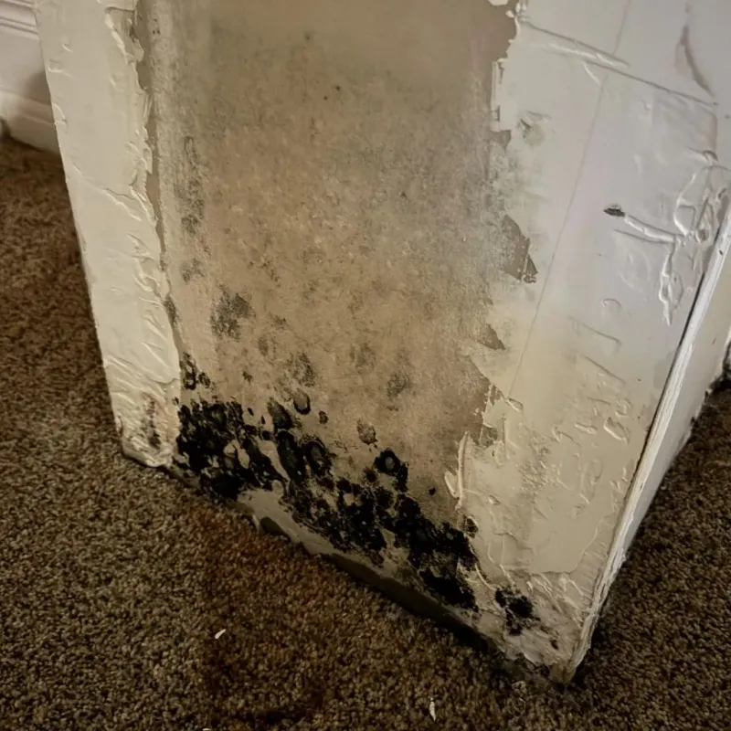 Professional Mold Removal in Natalia, TX